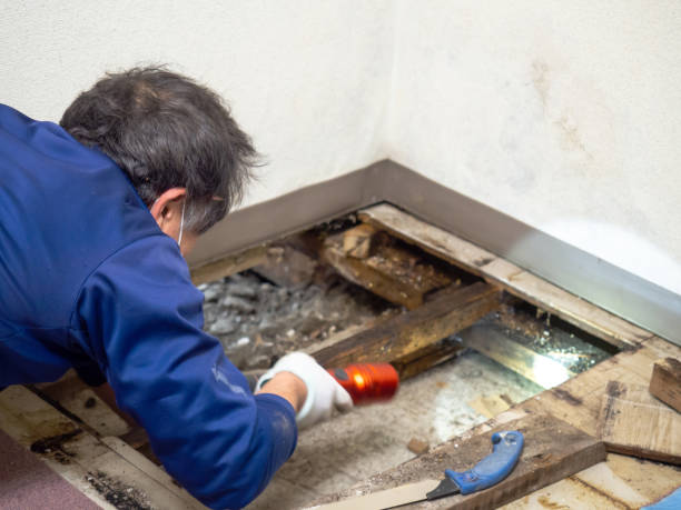 Best Crawl Space Mold Remediation in Chesapeake Beach, MD