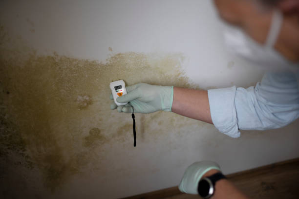 Best Commercial Mold Remediation in Chesapeake Beach, MD