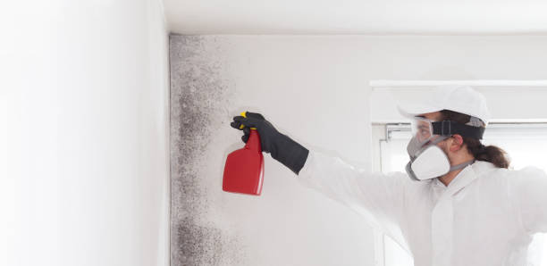 Best Post-Flood Mold Remediation in Chesapeake Beach, MD