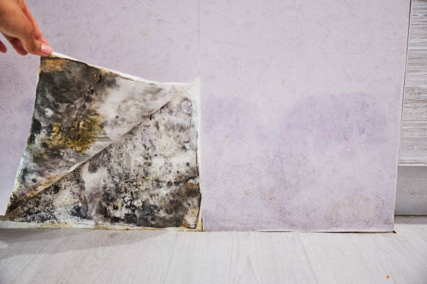 Best Health and Safety Mold Remediation in Chesapeake Beach, MD
